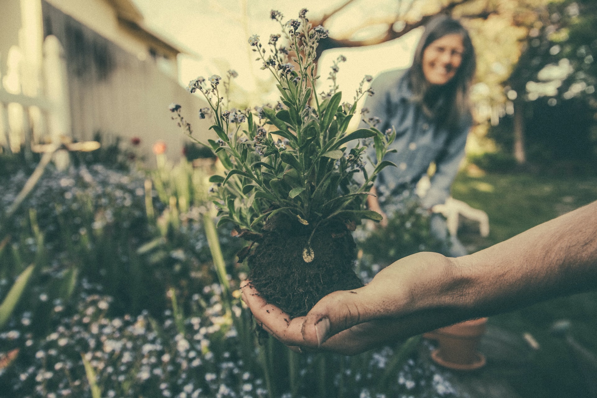 closeup of person's hand holding plant in garden