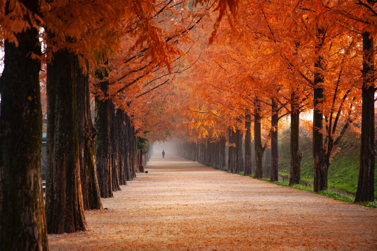 scenic image of autumn trees, figure in the distance on central path, unwind this autumn