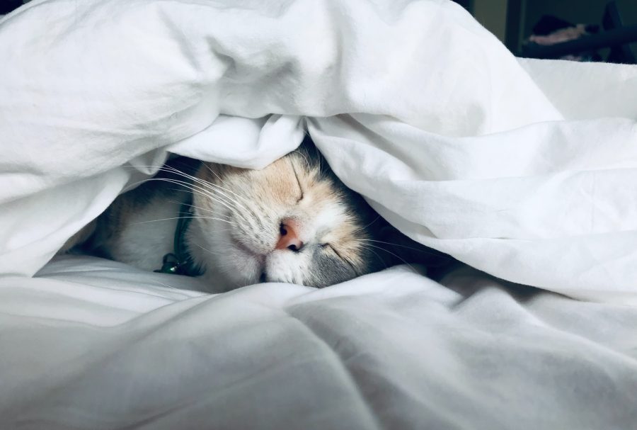 a cat happily sleeping wrapped up in a thick duvet